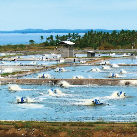 Photo Nuôi trồng thủy sản